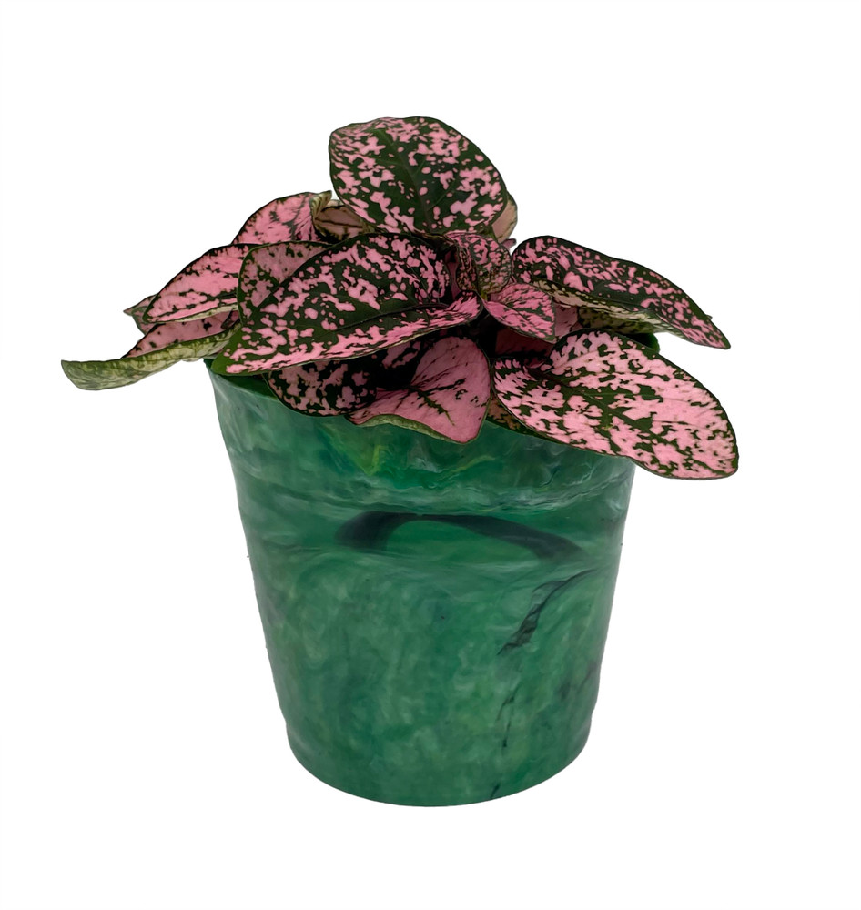 Pink Splash Polka Dot Plant - Hypoestes in 2.5" Green Recycled Plastic Pot