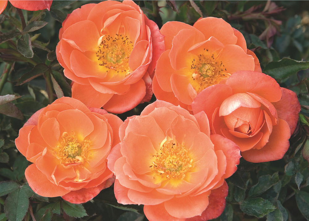 Amber Sunblaze® Miniature Rose Bush - Fragrant - 1 Year Bare Root