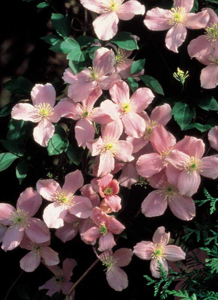 Montana Rubens Clematis Vine - Lt. Pink to Deep Rose- Fragrant - NEW! - 2.5" Pot