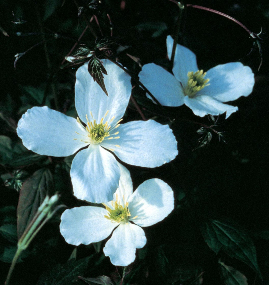 Montana Grandiflora Clematis Vine - Pure White - Fragrant - NEW! - 2.5" Pot