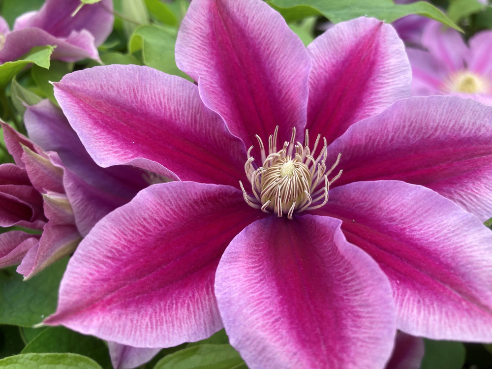 Poseidon Clematis Vine - Shades of Pink & Hot Pink - Fragrant - NEW! - 2.5" Pot