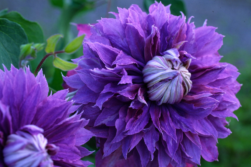 Diamantina Clematis Vine - Blue/Purple - Fragrant - 2.5" Pot