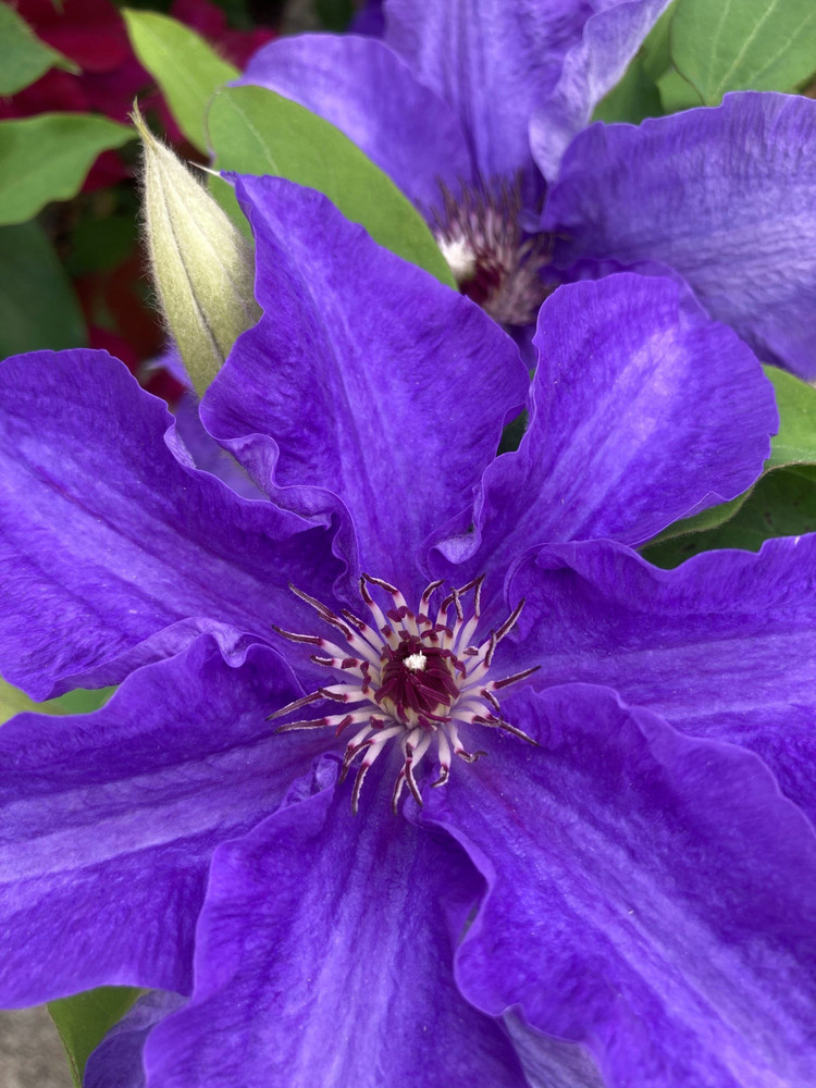 Lindsay Clematis Vine - Blue/Purple Hues - Fragrant - NEW! - 2.5" Pot