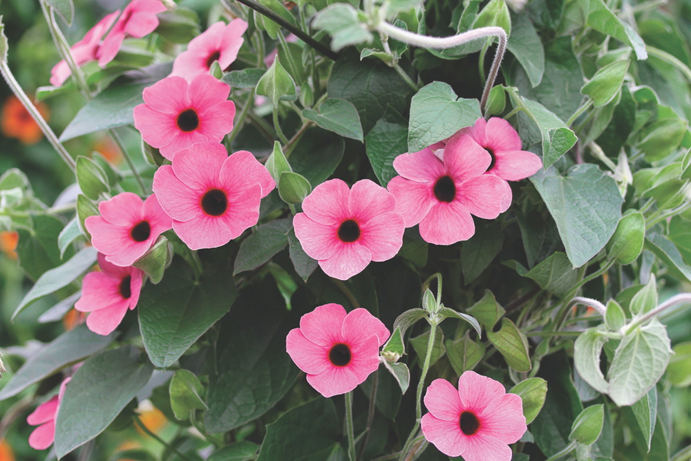 Arizona Rose Black Eyed Susan Vine - Thunbergia - Shades of Rose -2.5" Pot