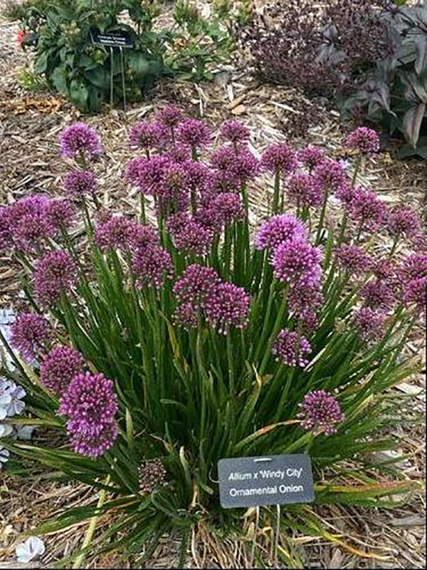 Windy City Flowering Onion Perennial - Allium - Gallon Pot
