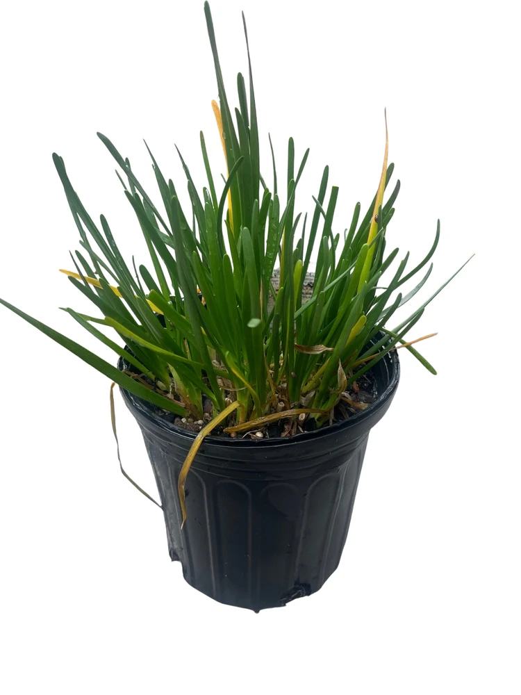 Windy City Flowering Onion Perennial - Allium - Gallon Pot