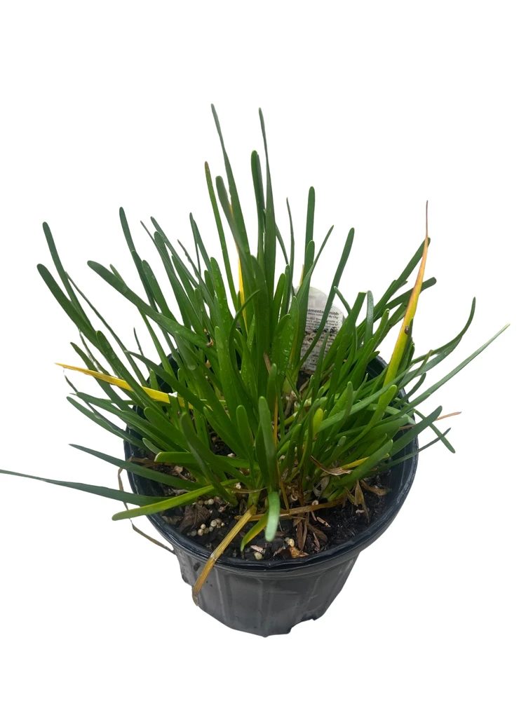 Windy City Flowering Onion Perennial - Allium - Gallon Pot