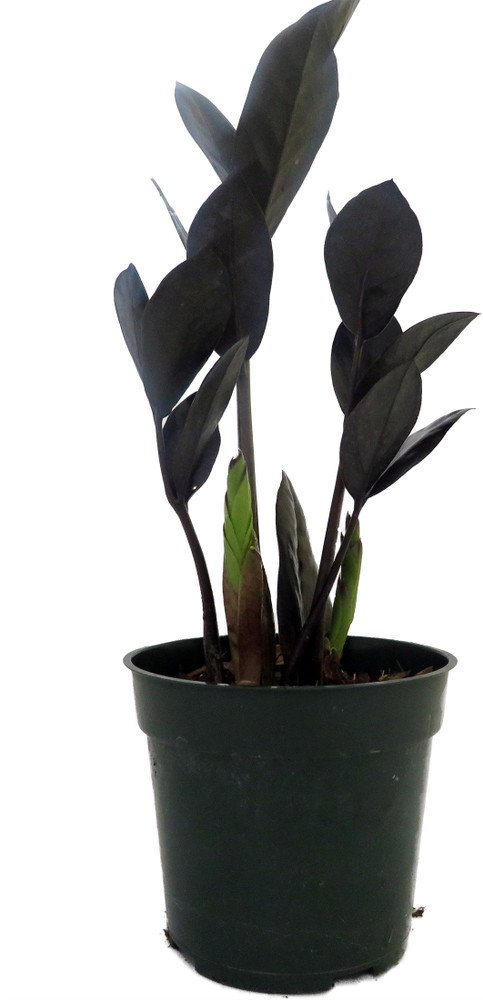 Rare Black Raven ZZ Plant - Zamioculcas zamiifolia - 4" Pot - Collector's