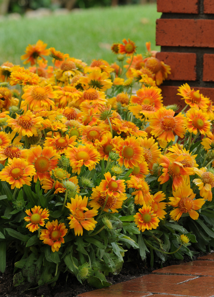 Mesa™ Peach Blanket Flower - Gaillardia - Quart Pot