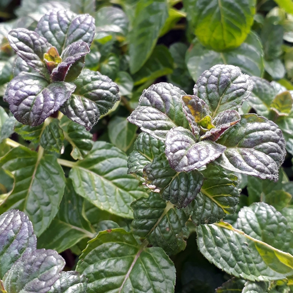 Black Currant Mint Plant - 3" Pot - Black Currant Scent