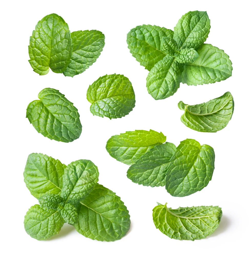 Black Currant Mint Plant - 3" Pot - Black Currant Scent