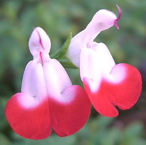 Hot Lips - Chelone lyonii  - Bicolor blooms - 2.5" Pot
