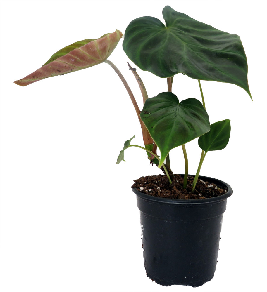 Verrocosum Philodendron - 4" Pot - Collector's Series