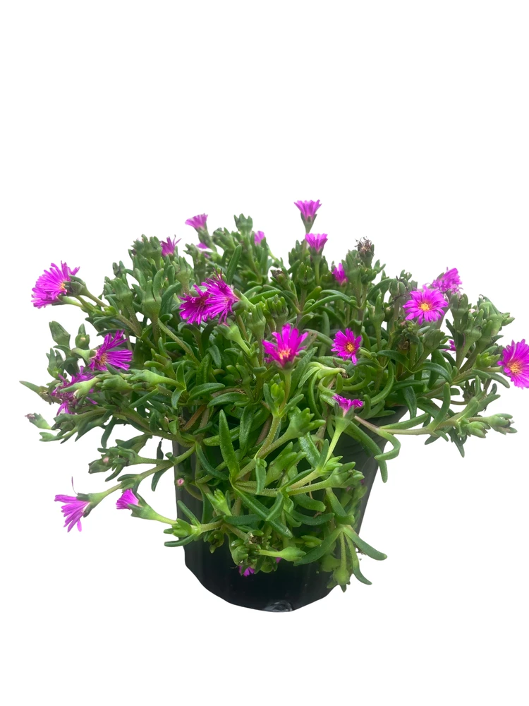 Ocean Sunset Violet Ice Plant - Perennial - Delosperma - Gallon Pot