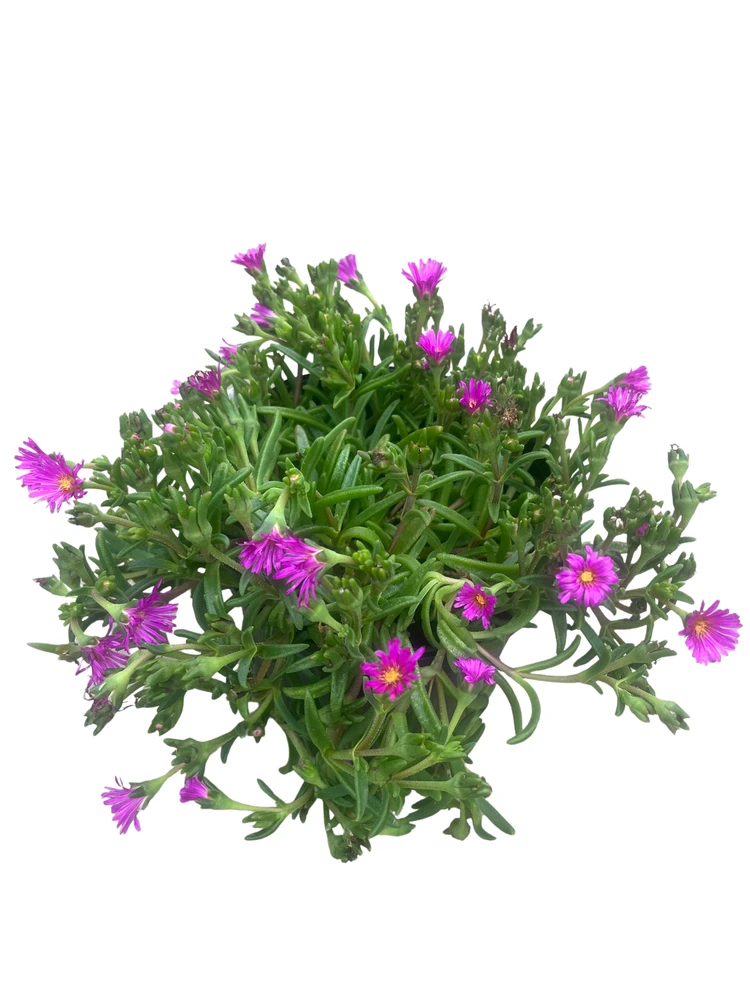 Ocean Sunset Violet Ice Plant - Perennial - Delosperma - Gallon Pot