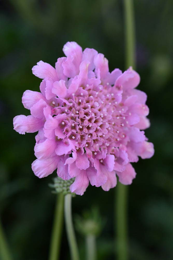 Flutter™ Rose Pink Scabiosa - Long Blooming - Quart Pot