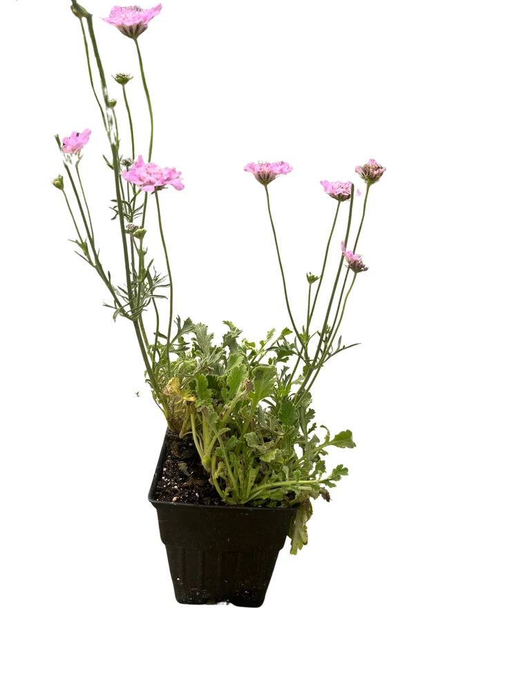 Flutter Rose Pink Scabiosa - Long Blooming - Quart Pot