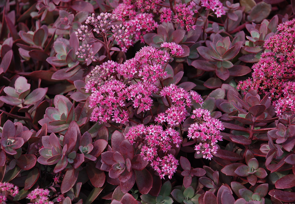 SunSparkler® Firecracker Sedum - Stonecrop - Magic in the Sun - 2.5" Pot