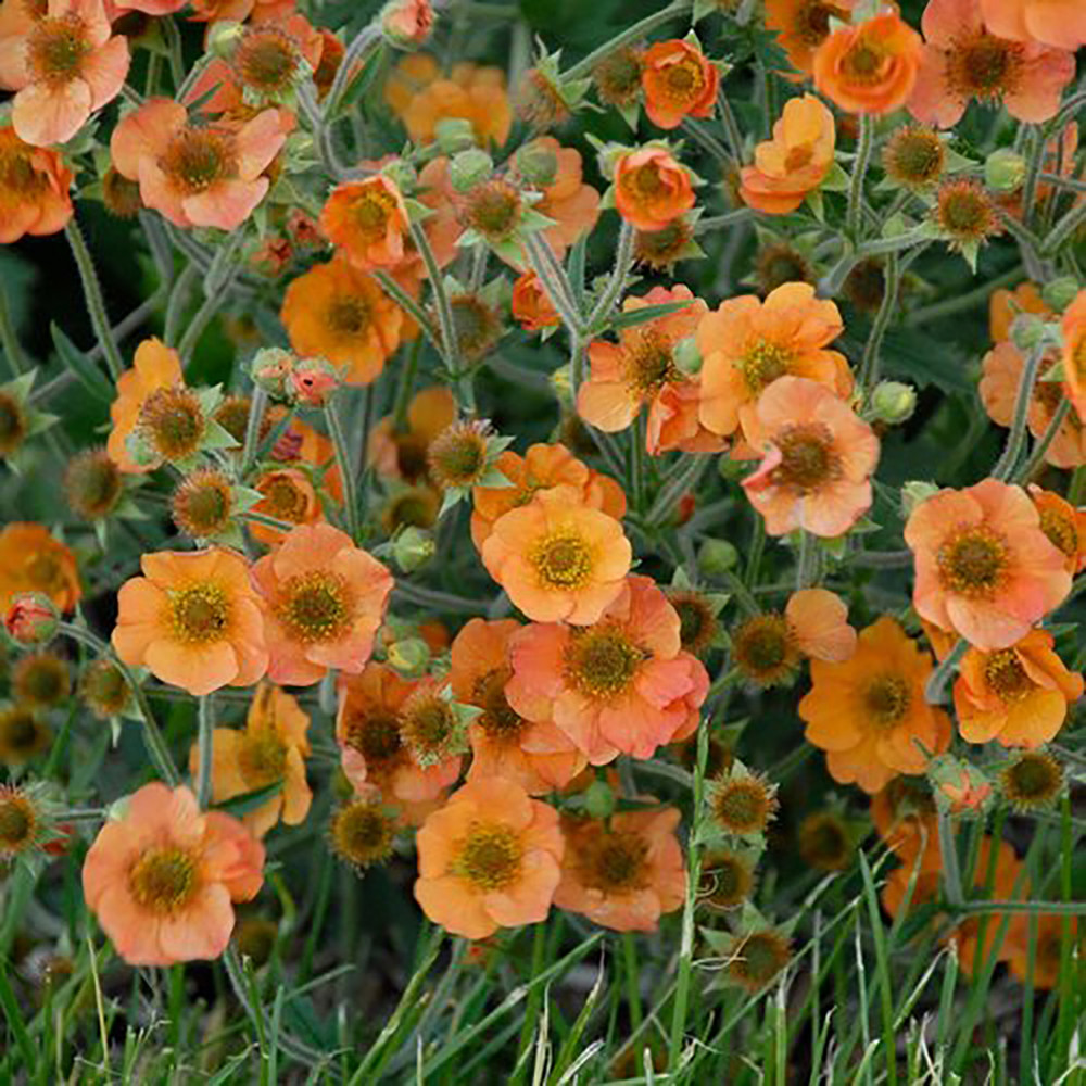 Totally Tangerine Geum Perennial Plant - 2.5" Pot