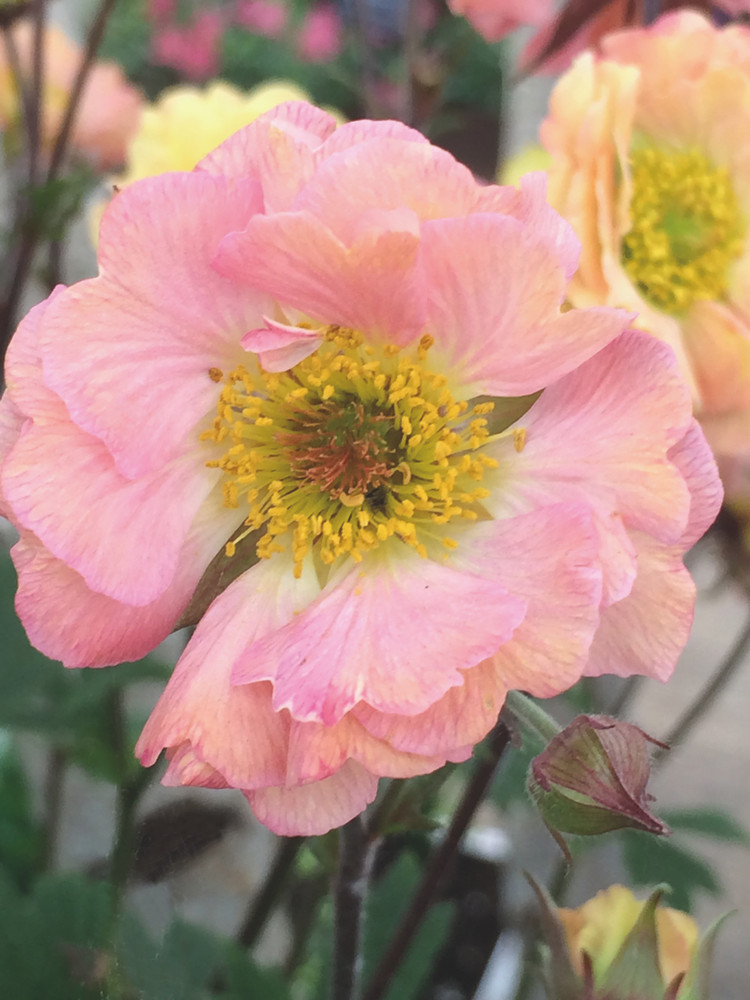 Mai Tai Geum Perennial Plant - 2.5" Pot