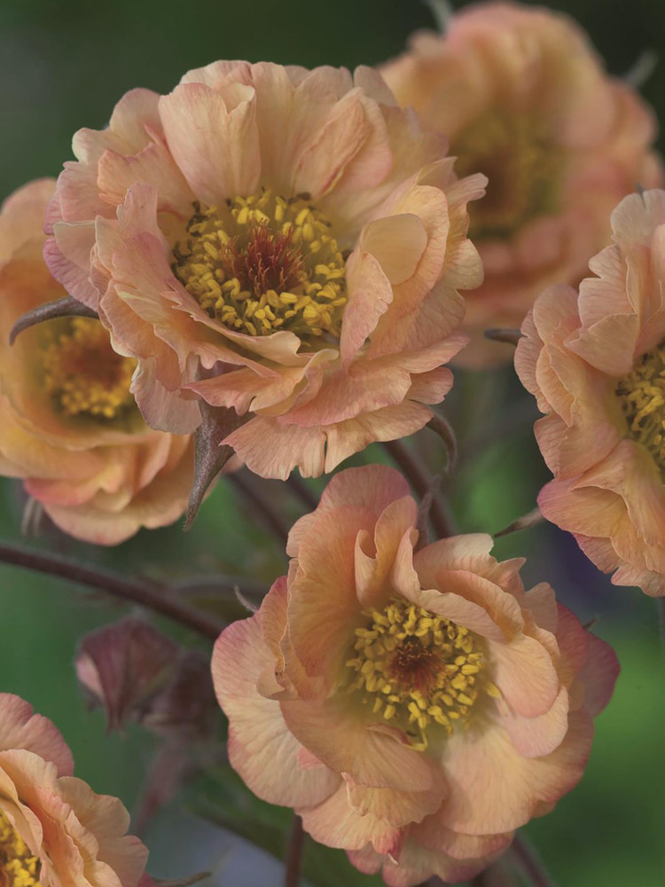 Mai Tai Geum Perennial Plant - 2.5" Pot
