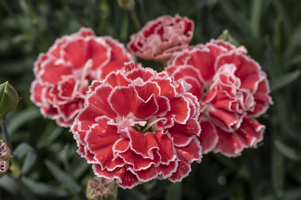 Constant Beauty™ Crush Orange Dianthus - Very Fragrant - 2.5" Pot