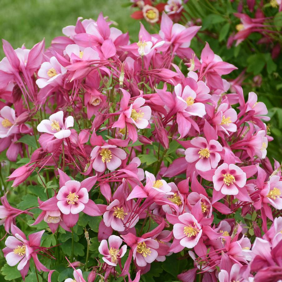 Kirigami™ Rose & Pink Columbine - Aquilegia - 2.5" Pot