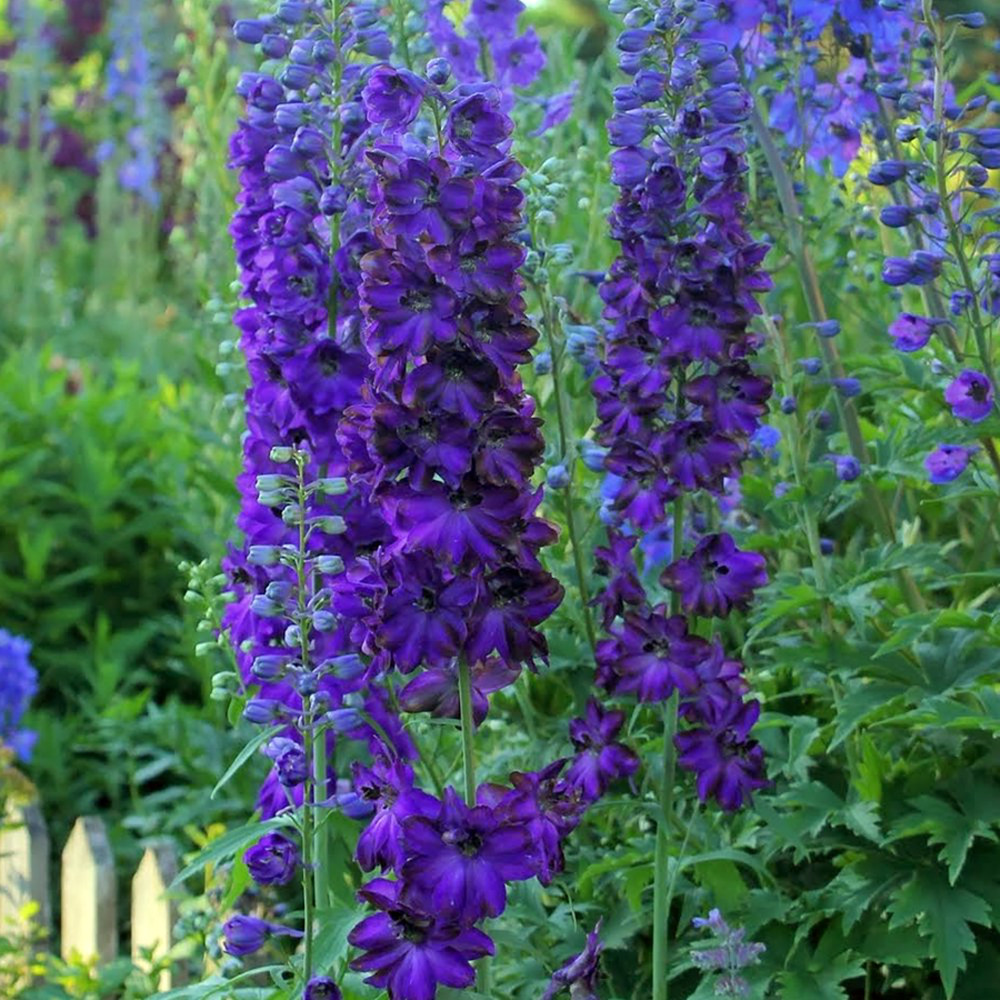 Magic Fountains Delphinium - Dark Blue with Dark Bee - 2.5" Pot