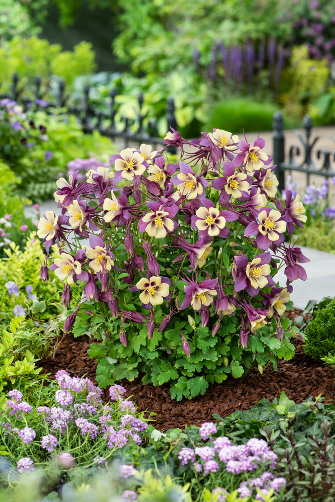 Earlybird™ Purple and Yellow Columbine - Aquilegia - Quart Pot