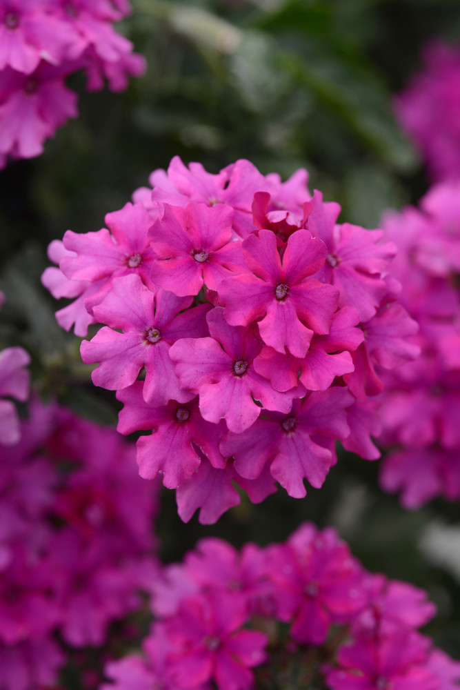 EnduraScape™ Magenta Verbena peruviana - Gallon Pot