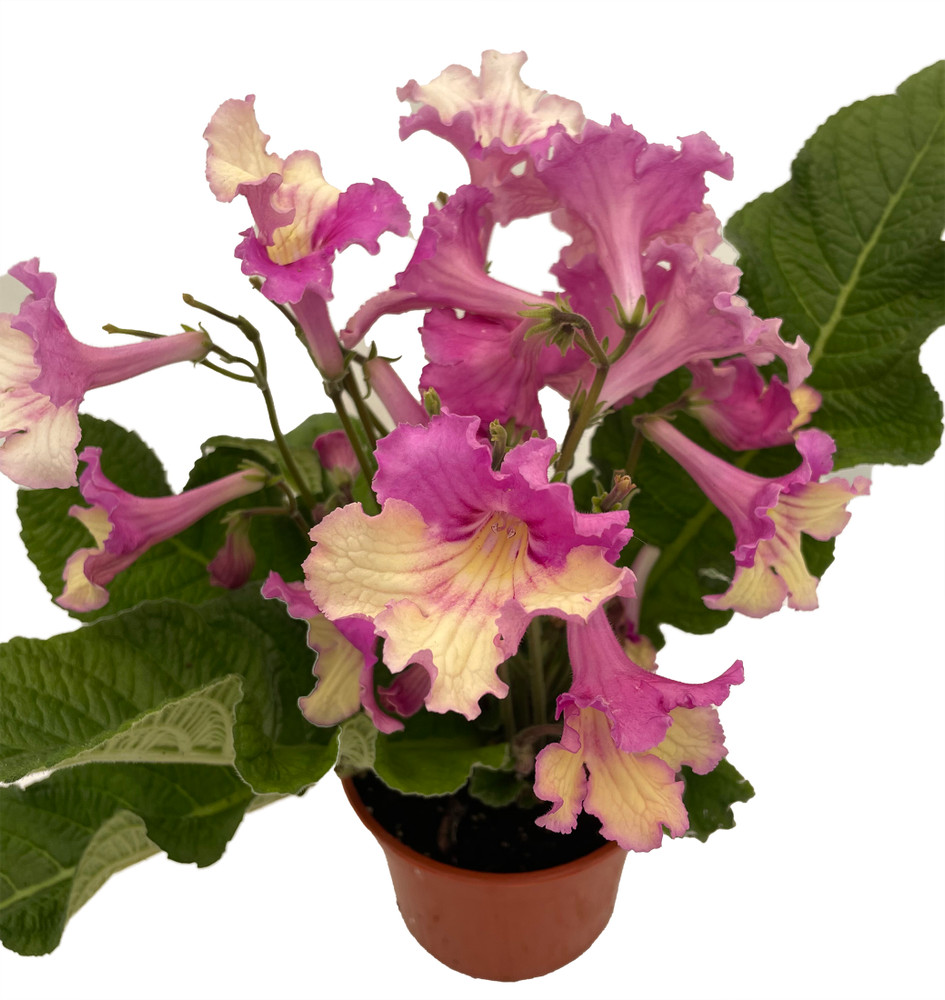 Ladyslippers® Yellow Pink Cap Streptocarpus - 4" Pot - Collector's Series