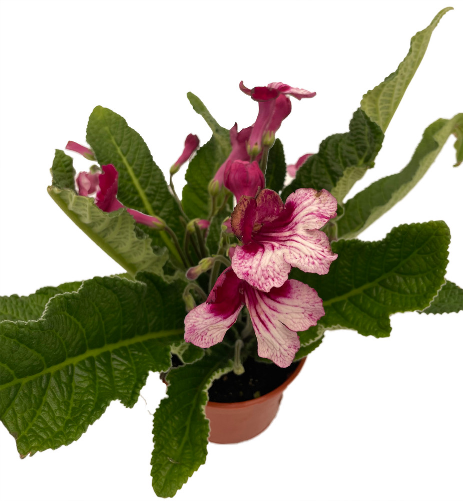 Ladyslippers® Red Bicolor Streptocarpus - 4" Pot - Collector's Series