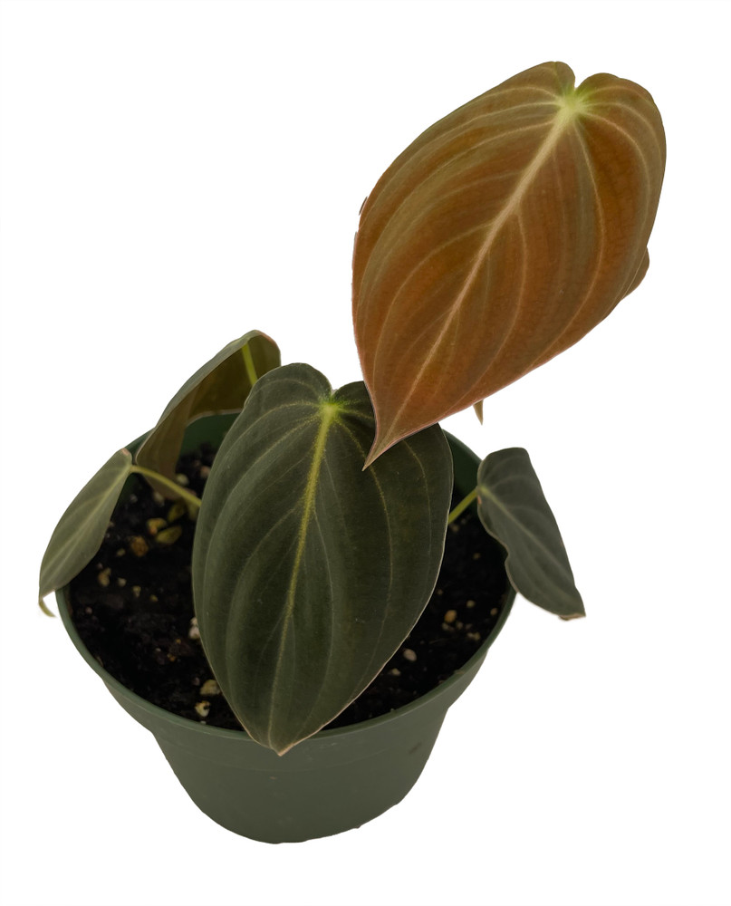 Philodendron melanochrysum Black Gold - 4" Pot - Collector's Series