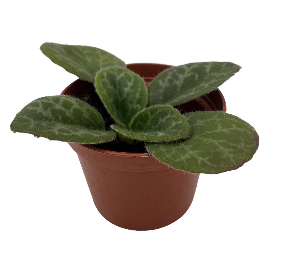 The Dark One Asian Violet - JV Primulina - 2.5" Pot - Collector's Series