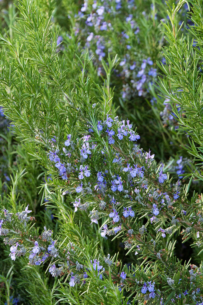 Tuscan Blue Rosemary Plant - Inside or Out - Easy to Grow - 2.5"  Pot