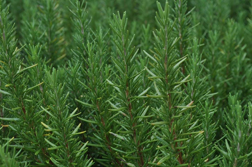 Tuscan Blue Rosemary Plant - Inside or Out - 2.5" Pot