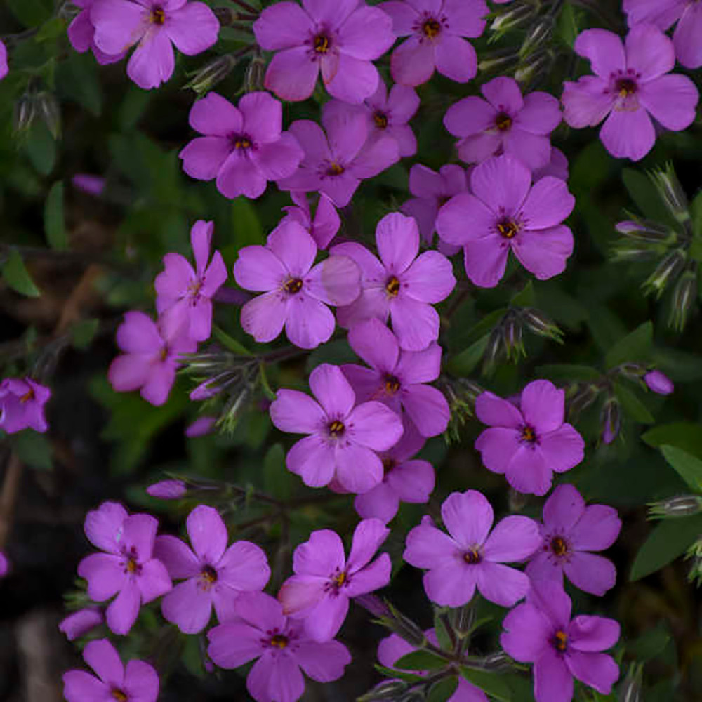 Pink Minuet Phlox Perennial - Live Plant - Gallon Pot