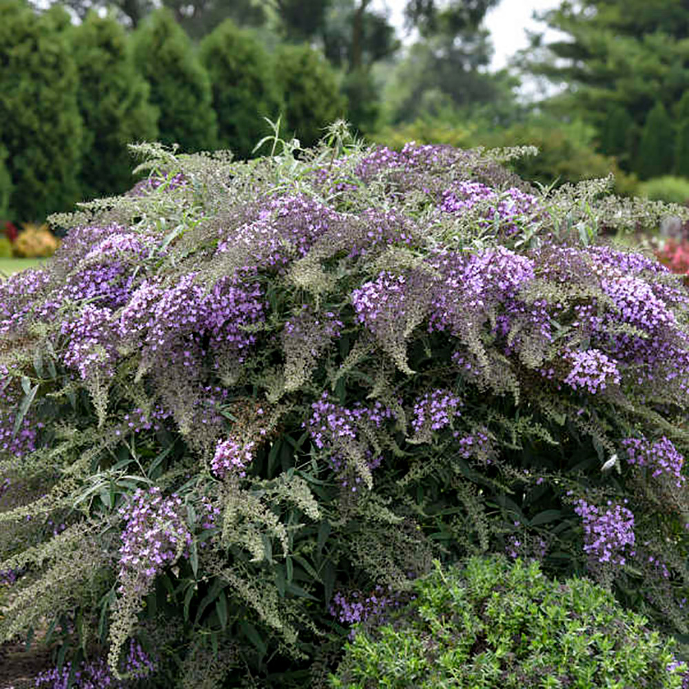 Lilac Cascade Butterfly Bush - Buddleia - Perennial - Gallon Pot