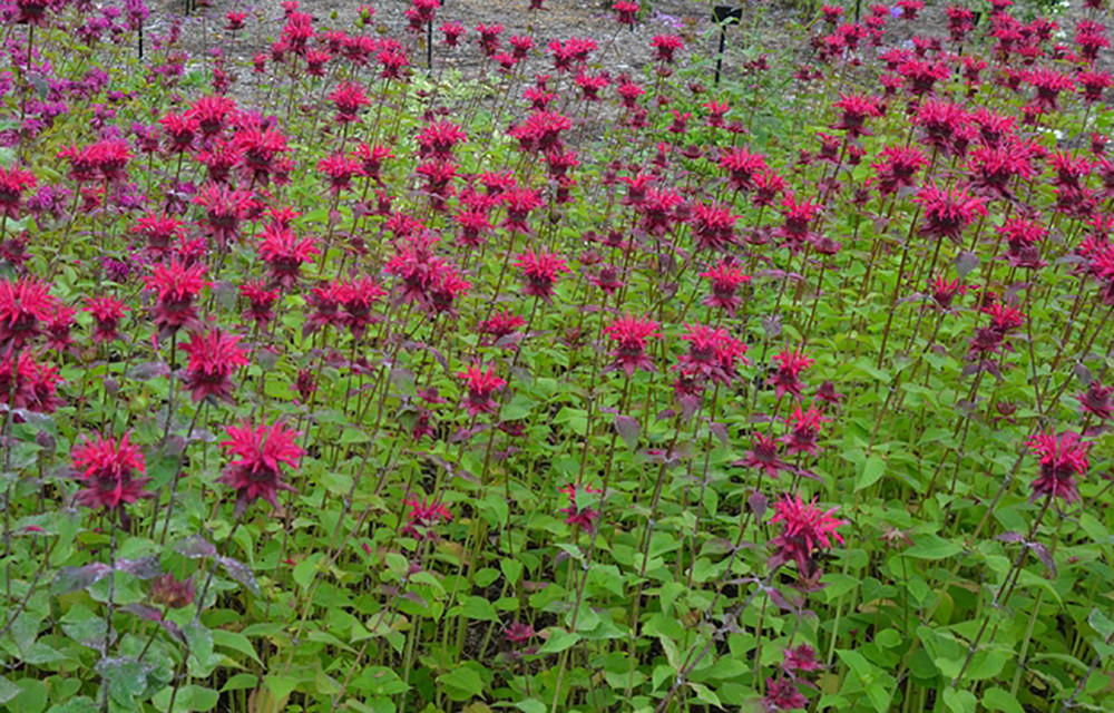 Judith's Fancy Fuchsia Bee Balm Perennial - Monarda - Gallon Pot