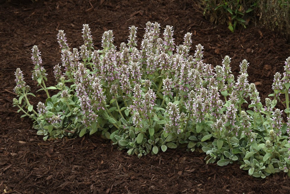 Little Lamb Stachys byzantina Perennial - Quart Pot