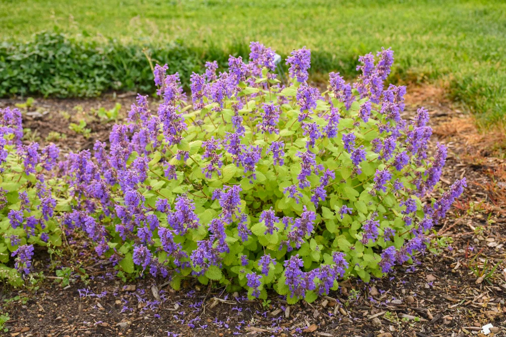 Chartreuse on the Loose Catmint Perennial - Nepeta - Quart Pot