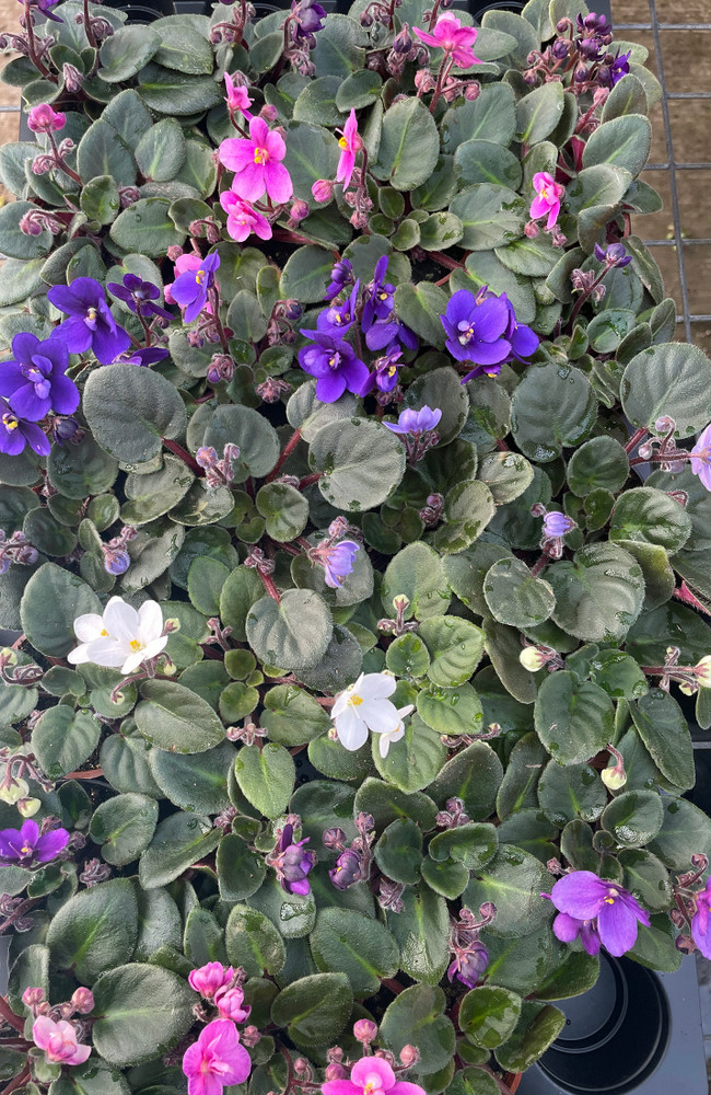 Miniature African Violet - 2" Pot - Great for Terrariums