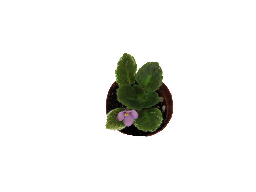 Miniature African Violet - 2" Pot - Great for Terrariums