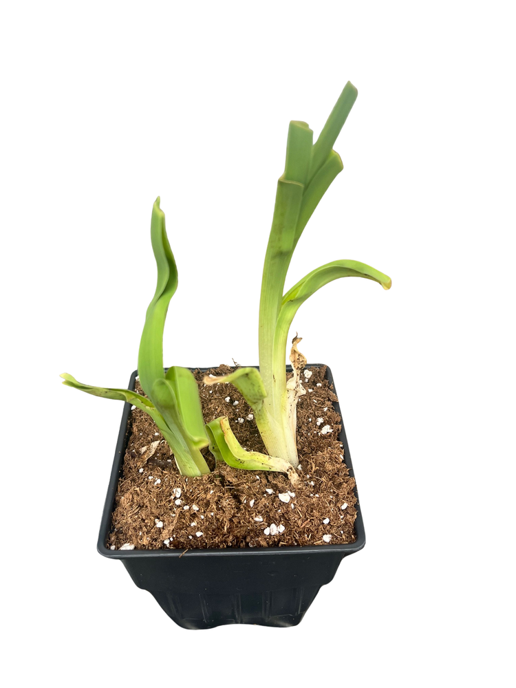 Bettylen Daylily - Hemerocallis - Rebloomer - Quart Pot