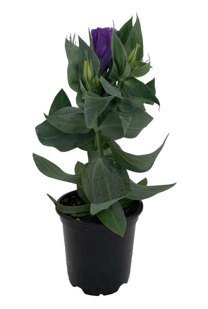 Purple Eustoma Lisianthus - 4" Pot - Rose-like Blooms - Live Plant