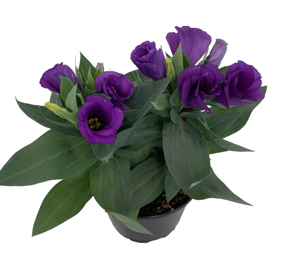 Purple Eustoma Lisianthus - 6" Pot - Rose-like Blooms - Live Plant