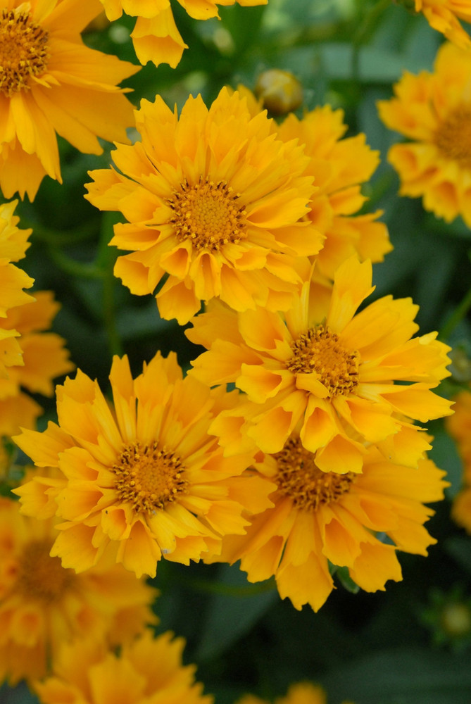 Jethro Tull Coreopsis - Fluted Petals - Bungle in the Jungle - Gallon Pot