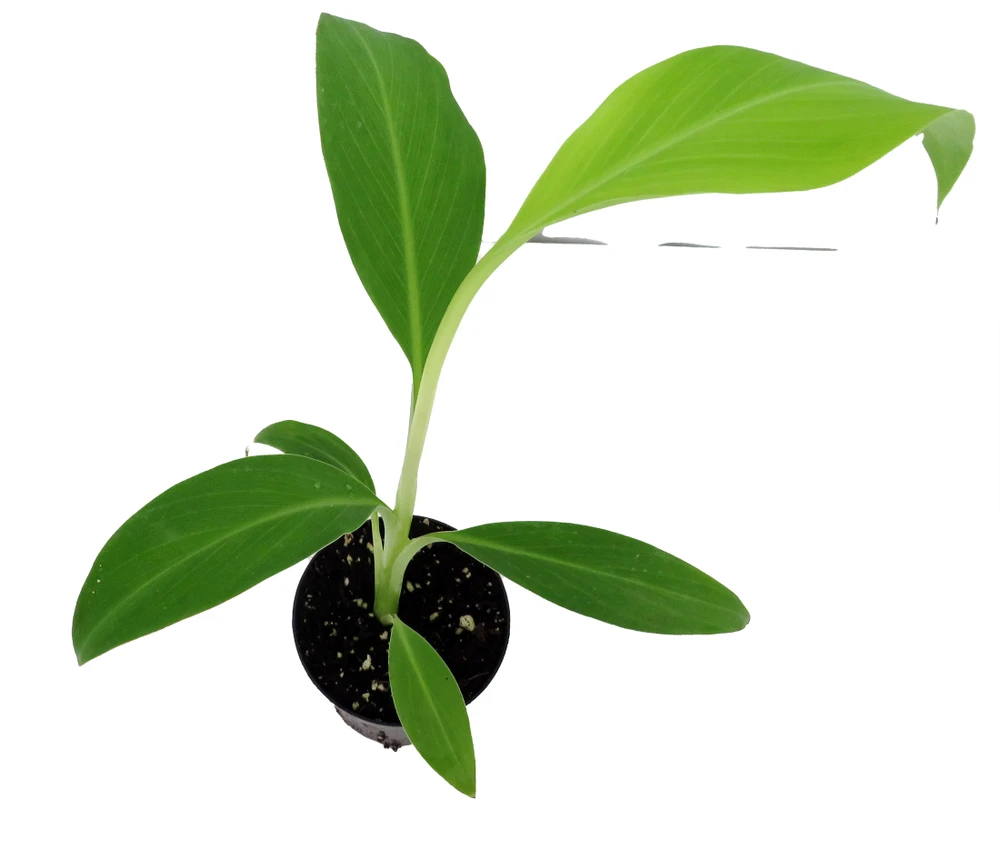 Ice Cream Banana Plant - Musa - 4" Pot