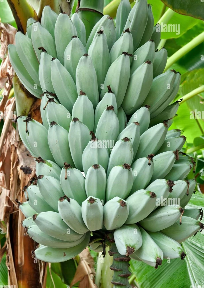 Ice Cream Banana Plant - Musa - 4" Pot