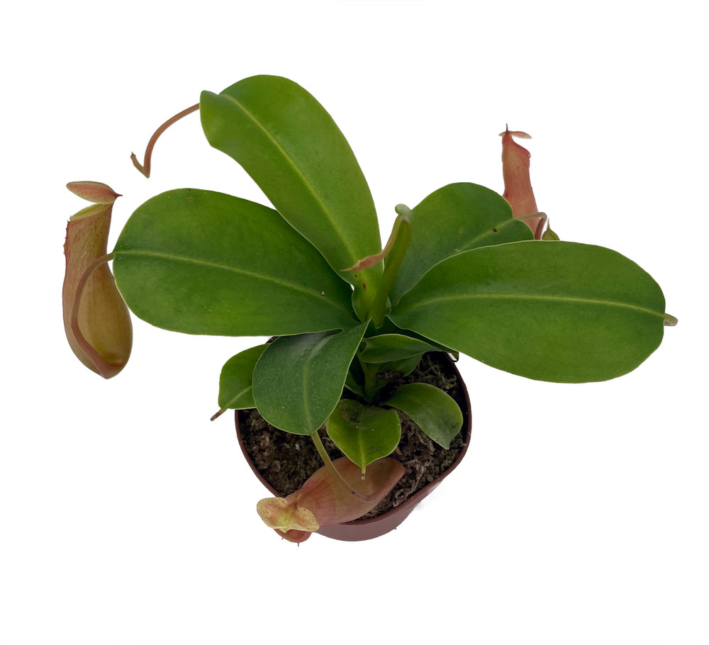 Asian Pitcher Plant - Nepenthes - Carnivorous - 3" Pot